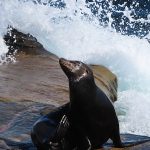 Seals and sea lions enjoy the afternoon sun at La Jolla Cove in San Diego, California. - photo by Joe Alexander