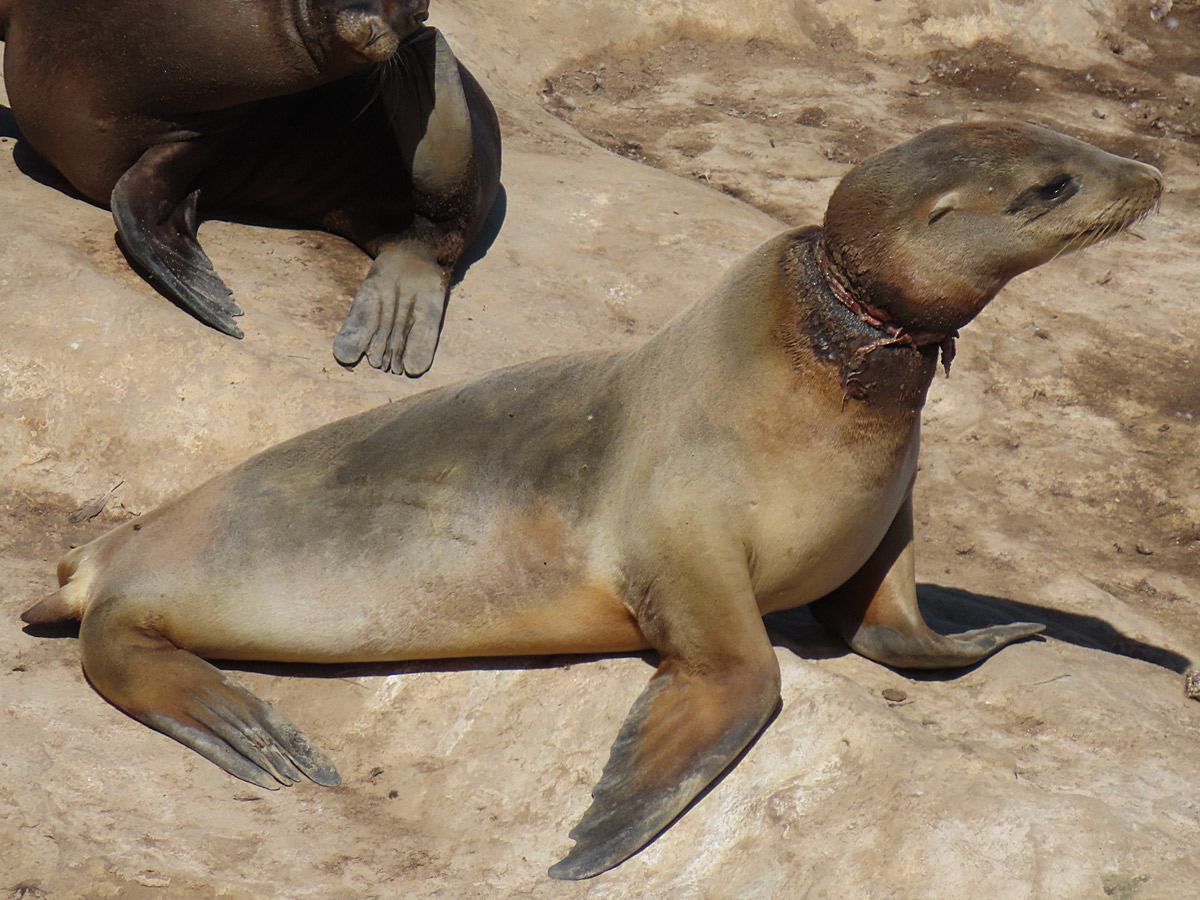 These two images are from the same photo. The closeup is cropped down to give you a better look at what this animal is dealing with. What I planned as a fun stop on my trip served as a reminder of the real impact of pollution. - photo by Joe Alexander