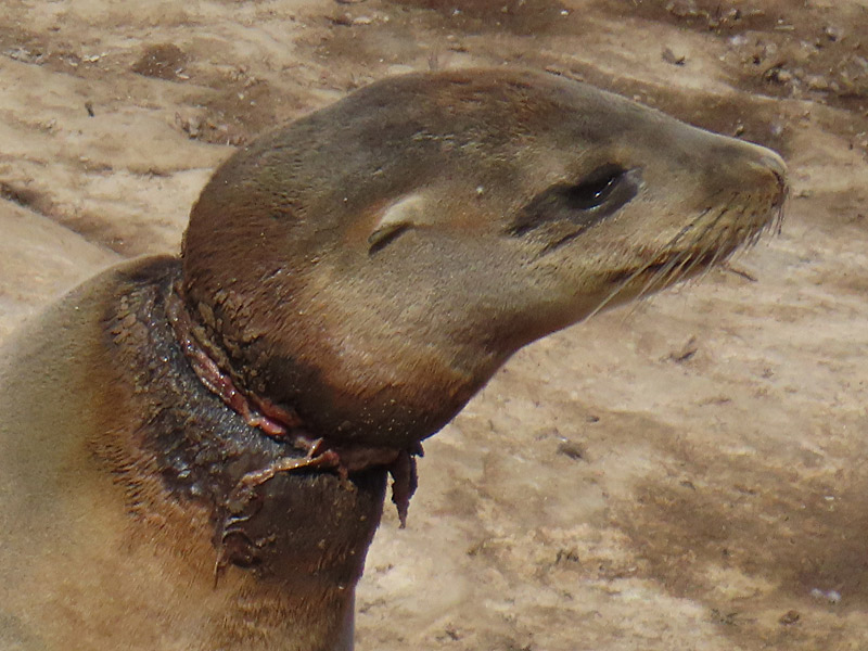 These two images are from the same photo. The closeup is cropped down to give you a better look at what this animal is dealing with. What I planned as a fun stop on my trip served as a reminder of the real impact of pollution. - photo by Joe Alexander