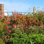 Rose Kennedy Greenway in downtown Boston in November, 2021. – photo by Joe Alexander