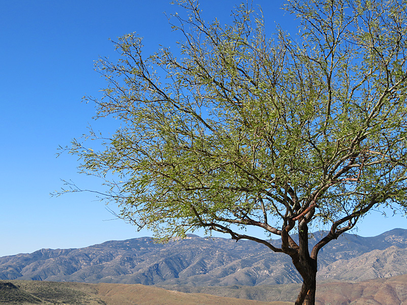 Central Arizona between Phoenix and Flagstaff. - photo by Joe Alexander