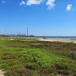 The Galveston Pleasure Pier on the gulf side of the island. – photo by Joe Alexander