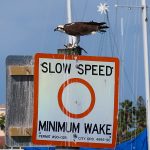 Enjoying the sunshine and gulf coast breeze in Clearwater Bay between Clearwater and Clearwater Beach, Florida. – photo by Joe Alexander