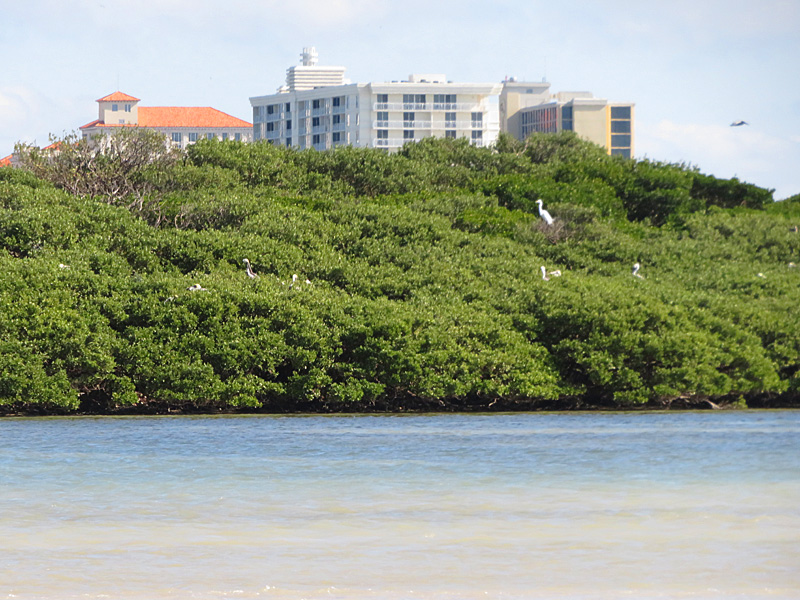 This small island in Clearwater Bay belongs to the birds. No people allowed. - photo by Joe Alexander