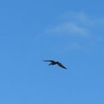 Enjoying the sunshine and gulf coast breeze in Clearwater Bay between Clearwater and Clearwater Beach, Florida. – photo by Joe Alexander