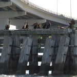 Enjoying the sunshine and gulf coast breeze in Clearwater Bay between Clearwater and Clearwater Beach, Florida. – photo by Joe Alexander