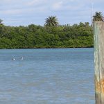 Enjoying the sunshine and gulf coast breeze in Clearwater Bay between Clearwater and Clearwater Beach, Florida. – photo by Joe Alexander