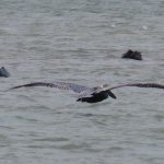 Enjoying the sunshine and gulf coast breeze in Clearwater Bay between Clearwater and Clearwater Beach, Florida. – photo by Joe Alexander