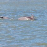 A mother dolphin (right) and youngster in Clearwater Bay. - photo by Joe Alexander