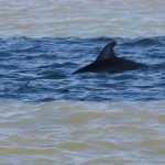 A mother dolphin (right) and youngster in Clearwater Bay. - photo by Joe Alexander