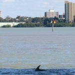 A mother dolphin (right) and youngster in Clearwater Bay. - photo by Joe Alexander