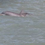 A mother dolphin (right) and youngster in Clearwater Bay. - photo by Joe Alexander