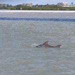 A mother dolphin (right) and youngster in Clearwater Bay. - photo by Joe Alexander