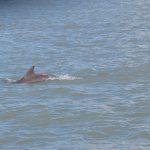 A mother dolphin (right) and youngster in Clearwater Bay. - photo by Joe Alexander