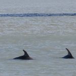 A mother dolphin (right) and youngster in Clearwater Bay. - photo by Joe Alexander