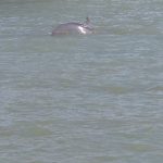 A mother dolphin (right) and youngster in Clearwater Bay. - photo by Joe Alexander