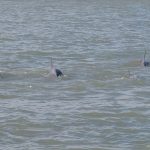 A mother dolphin (right) and youngster in Clearwater Bay. - photo by Joe Alexander