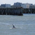 A mother dolphin (right) and youngster in Clearwater Bay. - photo by Joe Alexander