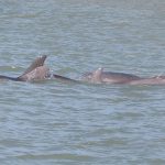 A mother dolphin (right) and youngster in Clearwater Bay. - photo by Joe Alexander