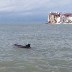 A mother dolphin (right) and youngster in Clearwater Bay. - photo by Joe Alexander