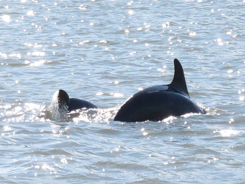A mother dolphin (right) and youngster in Clearwater Bay. - photo by Joe Alexander