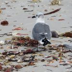 Fort De Soto Park beach on the Gulf Coast of Florida. - photo by Joe Alexander