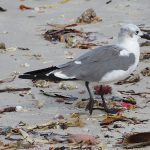 Fort De Soto Park beach on the Gulf Coast of Florida. - photo by Joe Alexander