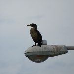 Fort De Soto Park beach on the Gulf Coast of Florida. - photo by Joe Alexander