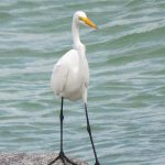 Fort De Soto Park beach on the Gulf Coast of Florida. - photo by Joe Alexander