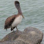 Fort De Soto Park beach on the Gulf Coast of Florida. - photo by Joe Alexander