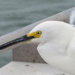 Fort De Soto Park beach on the Gulf Coast of Florida. - photo by Joe Alexander