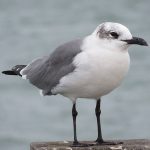 Fort De Soto Park beach on the Gulf Coast of Florida. - photo by Joe Alexander