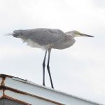 Fort De Soto Park beach on the Gulf Coast of Florida. - photo by Joe Alexander