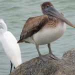 Fort De Soto Park beach on the Gulf Coast of Florida. - photo by Joe Alexander