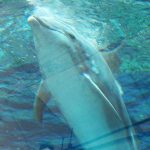 Clearwater Marine Aquarium and Rescue in Florida. – photo by Joe Alexander