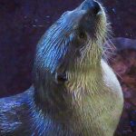 Clearwater Marine Aquarium and Rescue in Florida. – photo by Joe Alexander