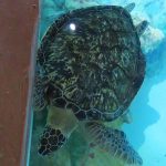 Clearwater Marine Aquarium and Rescue in Florida. – photo by Joe Alexander