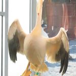 Clearwater Marine Aquarium and Rescue in Florida. – photo by Joe Alexander