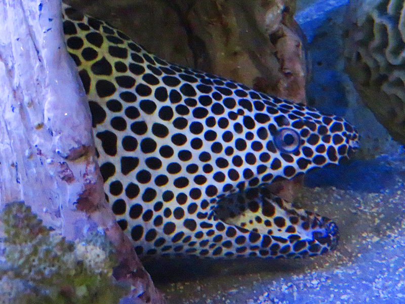 One of the residents at Clearwater Marine Aquarium and Rescue in Florida. - photo by Joe Alexander