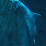 Clearwater Marine Aquarium and Rescue in Florida. – photo by Joe Alexander