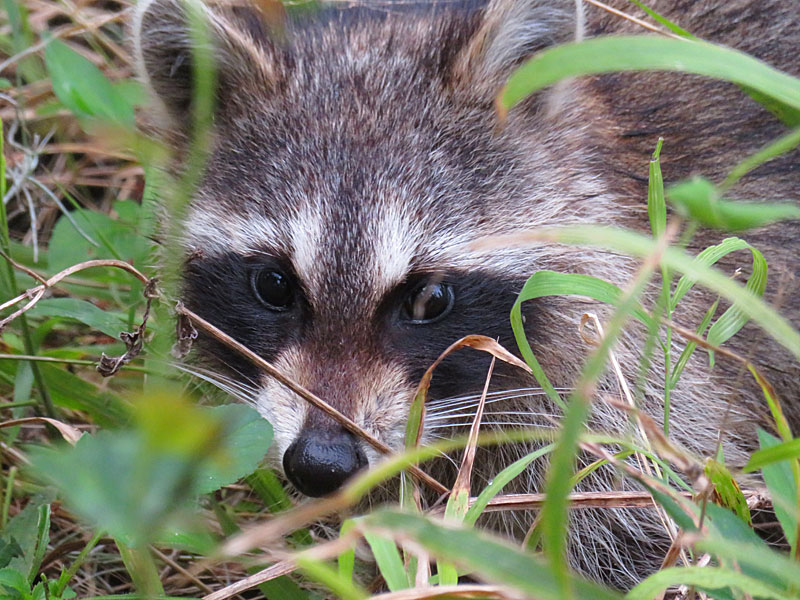 One of the natives lurking at Circle C Bar Preserve along the shore of Lake Hancock near Lakeland, Florida. - photo by Joe Alexander