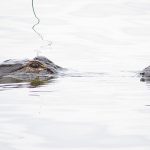Circle C Bar Preserve along the shore of Lake Hancock near Lakeland, Florida. - photo by Joe Alexander