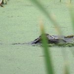 Circle C Bar Preserve along the shore of Lake Hancock near Lakeland, Florida. - photo by Joe Alexander