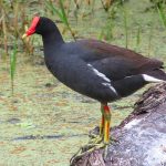 Circle C Bar Preserve along the shore of Lake Hancock near Lakeland, Florida. - photo by Joe Alexander