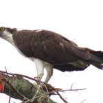 Circle C Bar Preserve along the shore of Lake Hancock near Lakeland, Florida. - photo by Joe Alexander