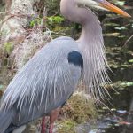 Circle C Bar Preserve along the shore of Lake Hancock near Lakeland, Florida. - photo by Joe Alexander
