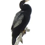 Circle C Bar Preserve along the shore of Lake Hancock near Lakeland, Florida. - photo by Joe Alexander