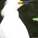Circle C Bar Preserve along the shore of Lake Hancock near Lakeland, Florida. - photo by Joe Alexander