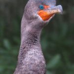 Circle C Bar Preserve along the shore of Lake Hancock near Lakeland, Florida. - photo by Joe Alexander