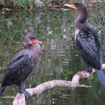 Circle C Bar Preserve along the shore of Lake Hancock near Lakeland, Florida. - photo by Joe Alexander